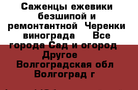Саженцы ежевики безшипой и ремонтантной. Черенки винограда . - Все города Сад и огород » Другое   . Волгоградская обл.,Волгоград г.